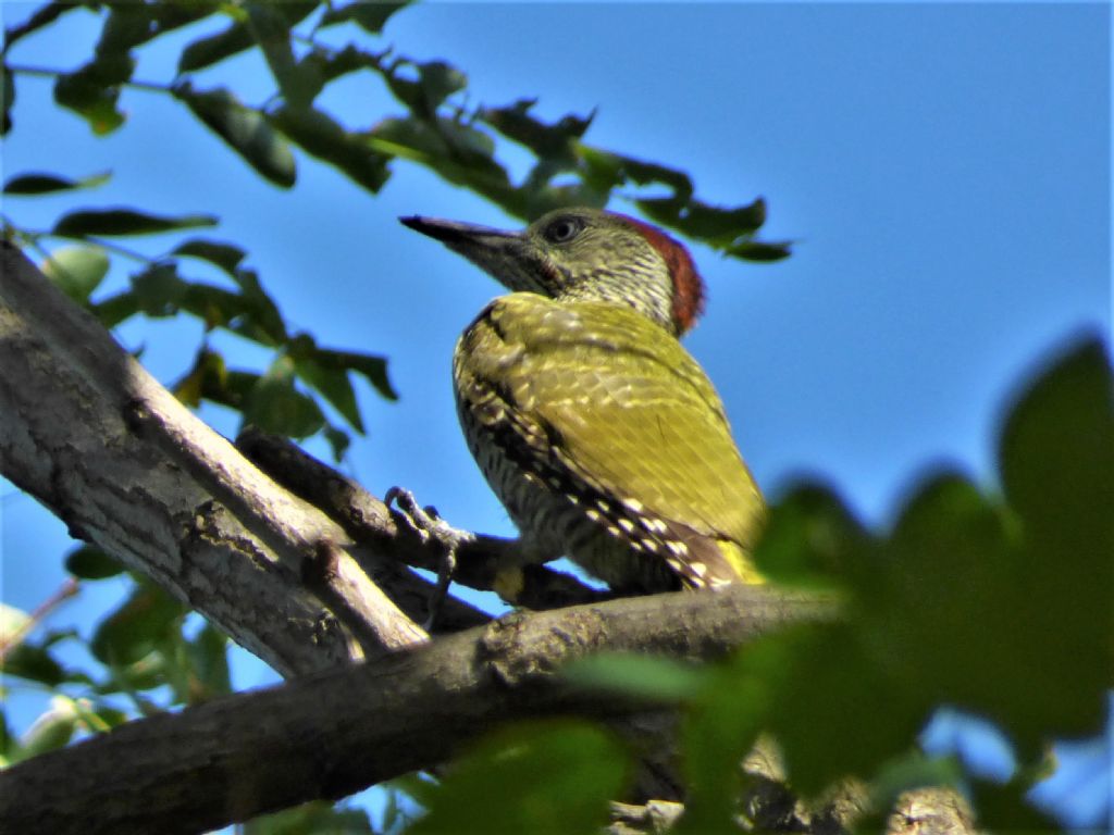 Picchio verde (Picus viridis)